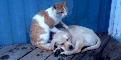 1560417613638197.gif