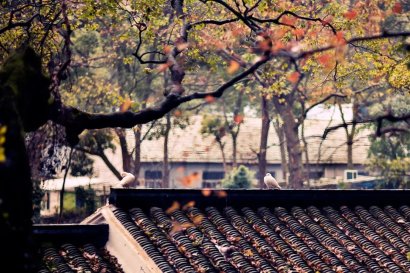 祠堂：中華民族的根基，炎黃子孫的靈魂歸處