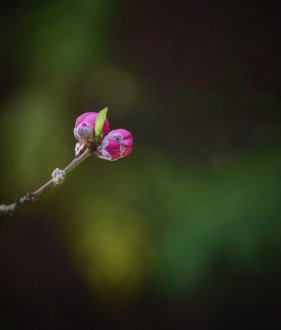 豐子愷：內(nèi)心豐富的人，才能看見(jiàn)美