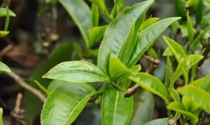  喝茶為什么要三口？
