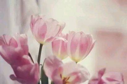 生命是一樹花開