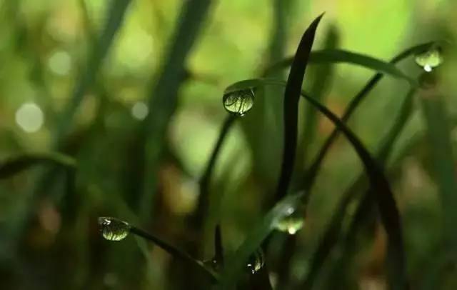 古人六養(yǎng):水聲養(yǎng)耳,綠草養(yǎng)目,書卷養(yǎng)心