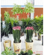 驅(qū)蚊？防輻射？綠植到底有多少功效