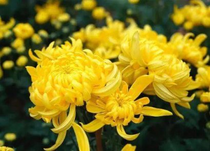 “霜降”過后賞菊正當時