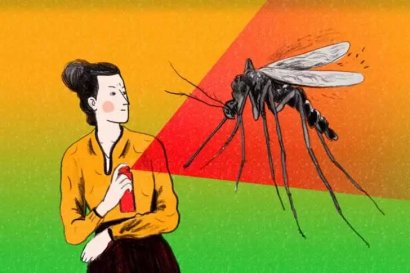 蚊子是如何找到人類的？