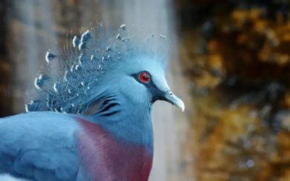藍(lán)鳳冠鳩