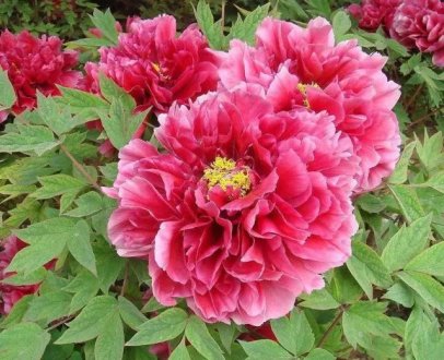 牡丹花顏